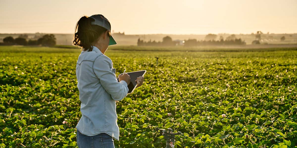 Ismea rafforza il Business Plan On Line per il sostegno alle imprese agricole